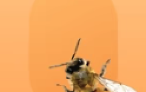 Vue 项目构建与开发入门